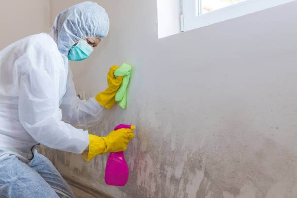 Why You Should Choose Our Mold Remediation Services in Carbondale, PA